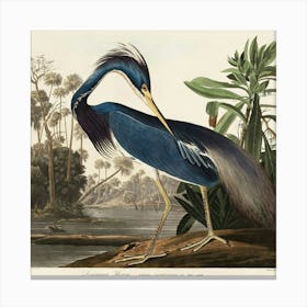 Blue Heron 1 Canvas Print