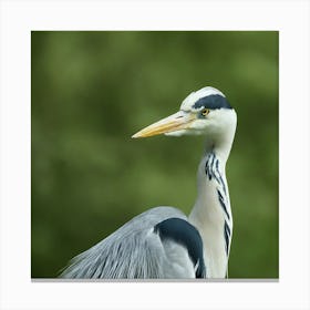 Heron Canvas Print