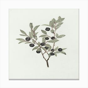 Olive Branch Canvas Print