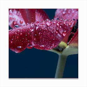 Red Tulip With Water Droplets Canvas Print