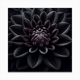 Black Dahlia 1 Canvas Print