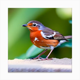 Robin 4 Canvas Print