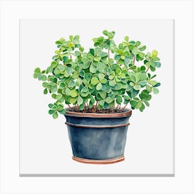 Shamrock 2 Canvas Print