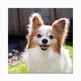 Papillon Canvas Print