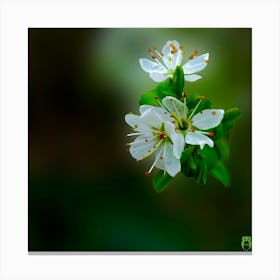 White Cherry Blossom 2023031773rt1pub Canvas Print