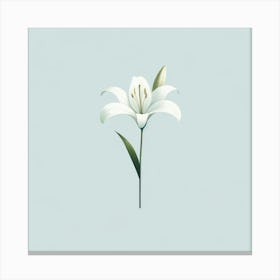 White Lily 1 Canvas Print