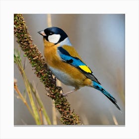 Goldfinch 2 Canvas Print