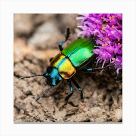 Beetle On Purple Flower Canvas Print