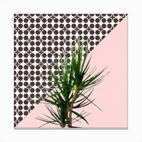 Dracaena Plant on Pink and Lattice Pattern Wall Canvas Print