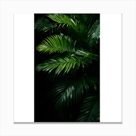 Palm Leaves On A Black Background Canvas Print