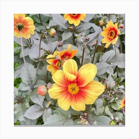 Dahlias Canvas Print