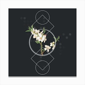 Vintage Almond Tree Flower Botanical with Geometric Line Motif and Dot Pattern n.0377 Canvas Print