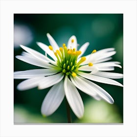 White Daisy Canvas Print