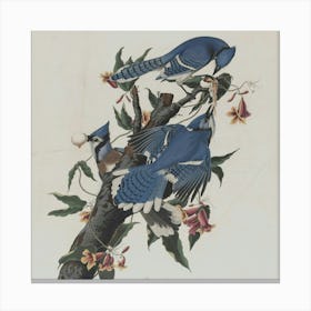 Blue Jays Canvas Print