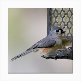 Tufted Titmouse  Bird on the Feeder Canvas Print