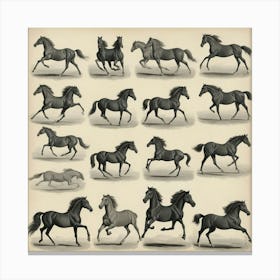 The Horse In Motion Animal Locomotion Art Print 2 Canvas Print