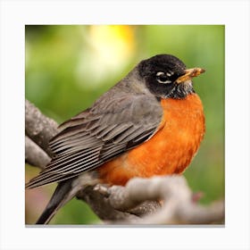 robin bird 1 Canvas Print