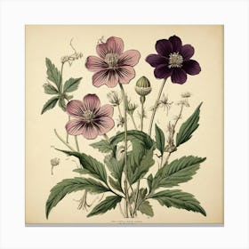 Halonium Wildflower Vintage Botanical Art Print 1 Canvas Print