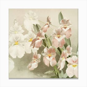 Frederick Sander Odontoglossum Vexillarium From Reichenbachia Orchids Canvas Print