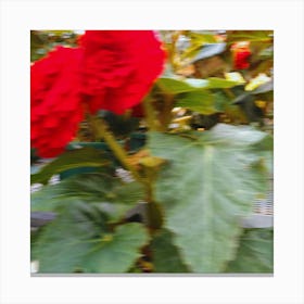 Red Begonia Flower Canvas Print