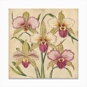 Orchids 2 The overall effect is a timeless and elegant depiction of orchids, reminiscent of classic botanical illustrations, high resolutionLess Canvas Print