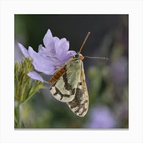 Butterfly On A Purple Flower Canvas Print