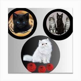 Three Cats 1 Canvas Print