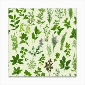 Seamless Pattern Of Herbs 10 Canvas Print