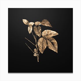 Gold Botanical Eastern Poison Ivy on Wrought Iron Black n.0226 Canvas Print