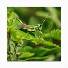 Grasshopper 9 Canvas Print