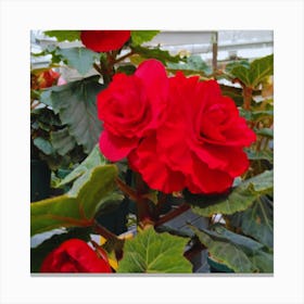 Begonias 20 Canvas Print