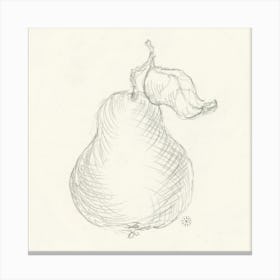 Pear - sketch drawing minimal detailed figorative classical ivory paper pencil graphite square hand drawn Canvas Print