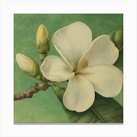 Magnolia Canvas Print