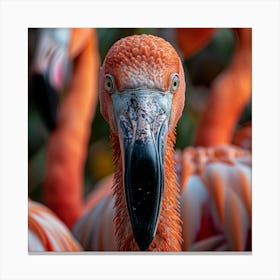 Flamingos 16 Canvas Print