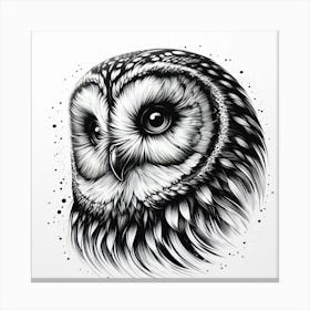 Barn Owl Canvas Print