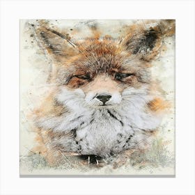 Red Fox Canvas Print