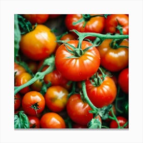 Tomatoes (2) Canvas Print