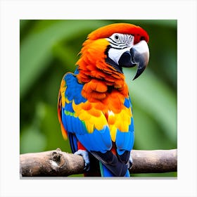 Colorful Parrot 6 Canvas Print