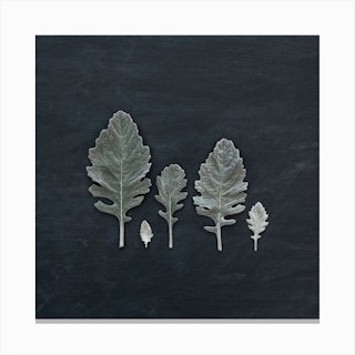 Minimal Leaves On Black Square Canvas Print