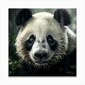 Panda Bear In The Rain Canvas Print