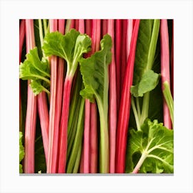 Rhubarbs Canvas Print