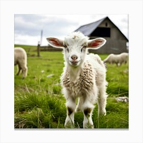 Lamb On A Farm Canvas Print