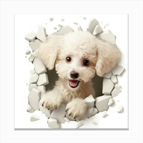 Poodle Peeking Through A Hole Canvas Print