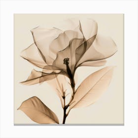 Floral Art 0009 Floral 0008 Botanical Assets 0020 Bp6586 Minimalist Soft Bright X Ray Scandinavian Minimalist F56a1b6e Canvas Print