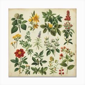 Botanical Print Canvas Print