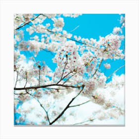 Cherry Blossoms Against Blue Sky Canvas Print