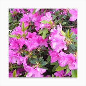 Azaleas 10 Canvas Print