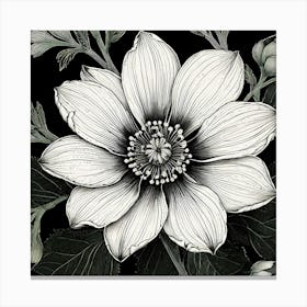 Black And White Flower, Illustrate A Close Up Of A Blooming Flower With Intricate Canvas Print