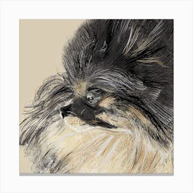 Pomeranian Dog Art Canvas Print