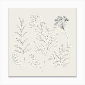 Botanical Drawing 5 Canvas Print